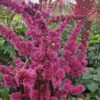 Astilbe - Tawułka Vision Vulcano