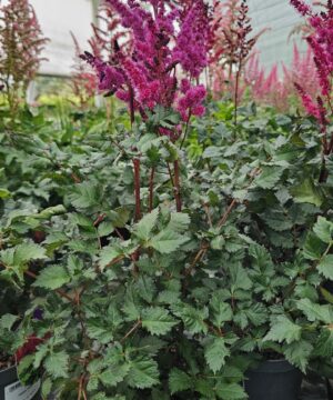Alternative view of Astilbe - Tawułka Vision Vulcano