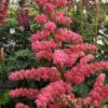 Astilbe chinensis - Tawułka chińska Coral Island 'Dunes Revolution'