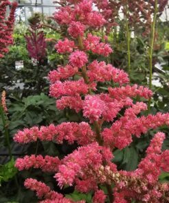 Astilbe chinensis - Tawułka chińska Coral Island 'Dunes Revolution'
