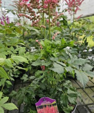 Alternative view of Astilbe chinensis - Tawułka chińska Coral Island 'Dunes Revolution'