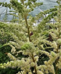 Astilbe chinensis - Tawułka chińska Creamy Pearls 'Dunes Sand'