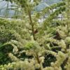 Astilbe chinensis - Tawułka chińska Creamy Pearls 'Dunes Sand'