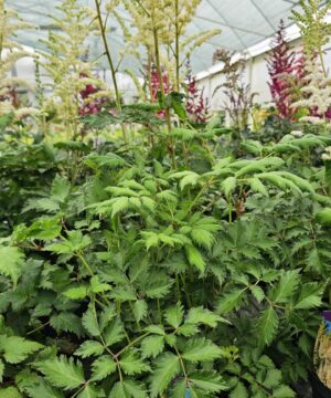 Alternative view of Astilbe chinensis - Tawułka chińska Creamy Pearls 'Dunes Sand'