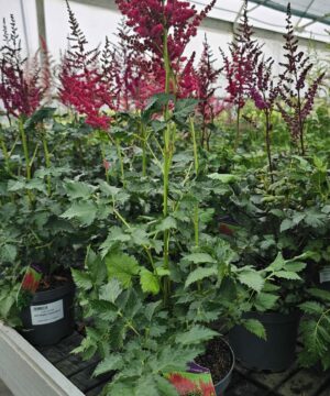Alternative view of Astilbe chinensis - Tawułka chińska Hot Pearls 'Dunes Glory'
