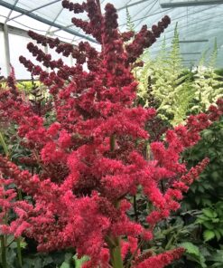 Astilbe chinensis - Tawułka chińska Hot Pearls 'Dunes Glory'