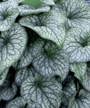 Brunnera macrophylla - Brunera wielkolistna Alexander's Great