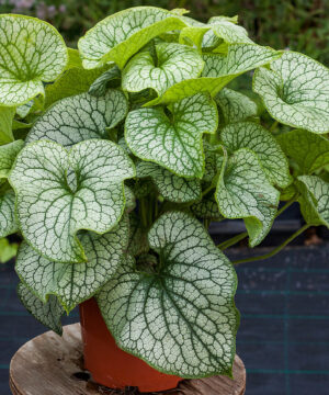 Alternative view of Brunnera macrophylla - Brunera wielkolistna Alexander's Great