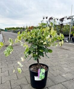 Cercis canadensis - Judaszowiec kanadyjski Alley Cat