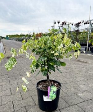 Cercis canadensis - Judaszowiec kanadyjski Alley Cat 50-70 cm Przedsprzedaż wyłka w drugiej połowie lipca 2026