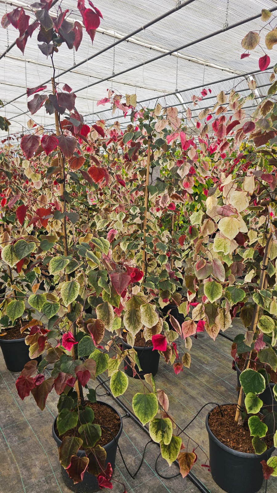 Cercis canadensis - Judaszowiec kanadyjski Carolina Sweetheart 160-180 cm Przedsprzedaż wyłka w drugiej połowie lipca 2026 - obrazek 3