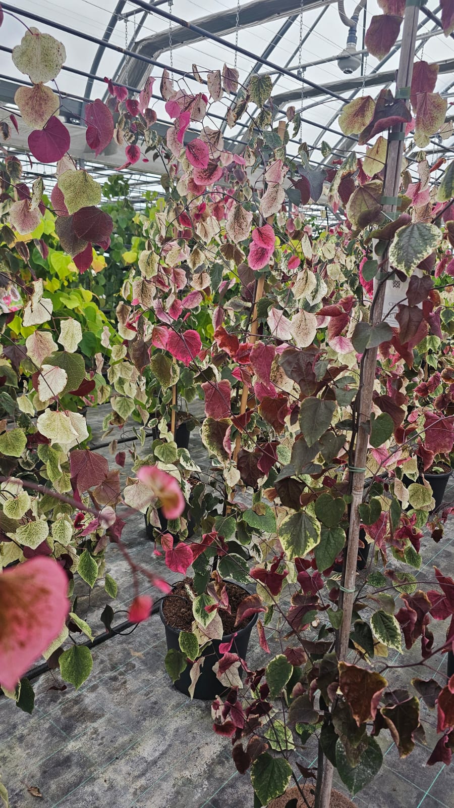 Cercis canadensis - Judaszowiec kanadyjski Carolina Sweetheart 160-180 cm Przedsprzedaż wyłka w drugiej połowie lipca 2026 - obrazek 4