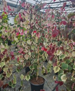 Alternative view of Cercis canadensis - Judaszowiec kanadyjski Carolina Sweetheart 160-180 cm Przedsprzedaż wyłka w drugiej połowie lipca 2026