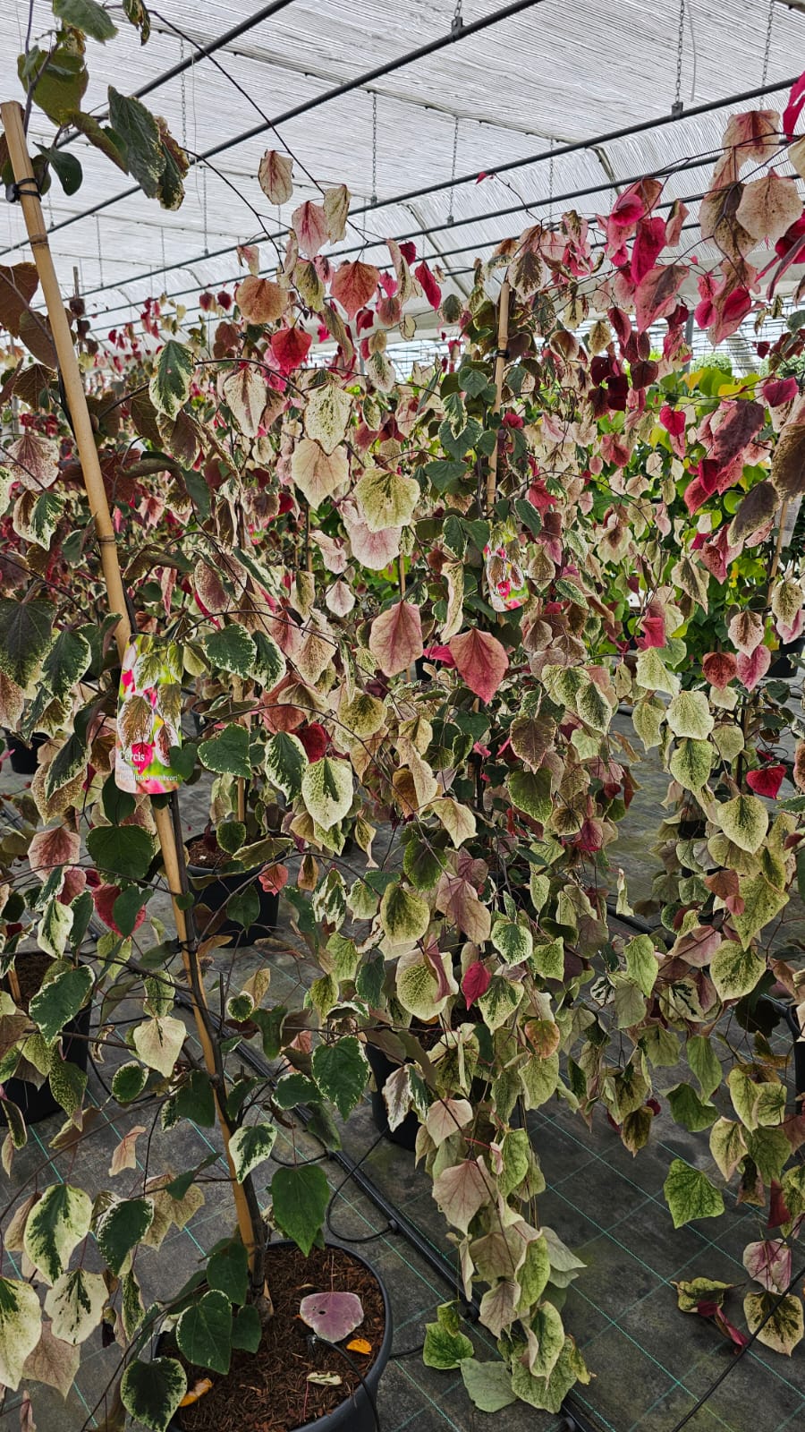 Cercis canadensis - Judaszowiec kanadyjski Carolina Sweetheart 160-180 cm Przedsprzedaż wyłka w drugiej połowie lipca 2026 - obrazek 5