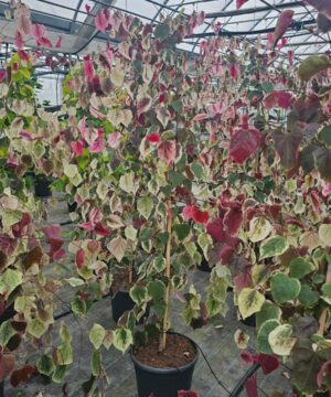 Alternative view of Cercis canadensis - Judaszowiec kanadyjski Carolina Sweetheart 160-180 cm Przedsprzedaż wyłka w drugiej połowie lipca 2026