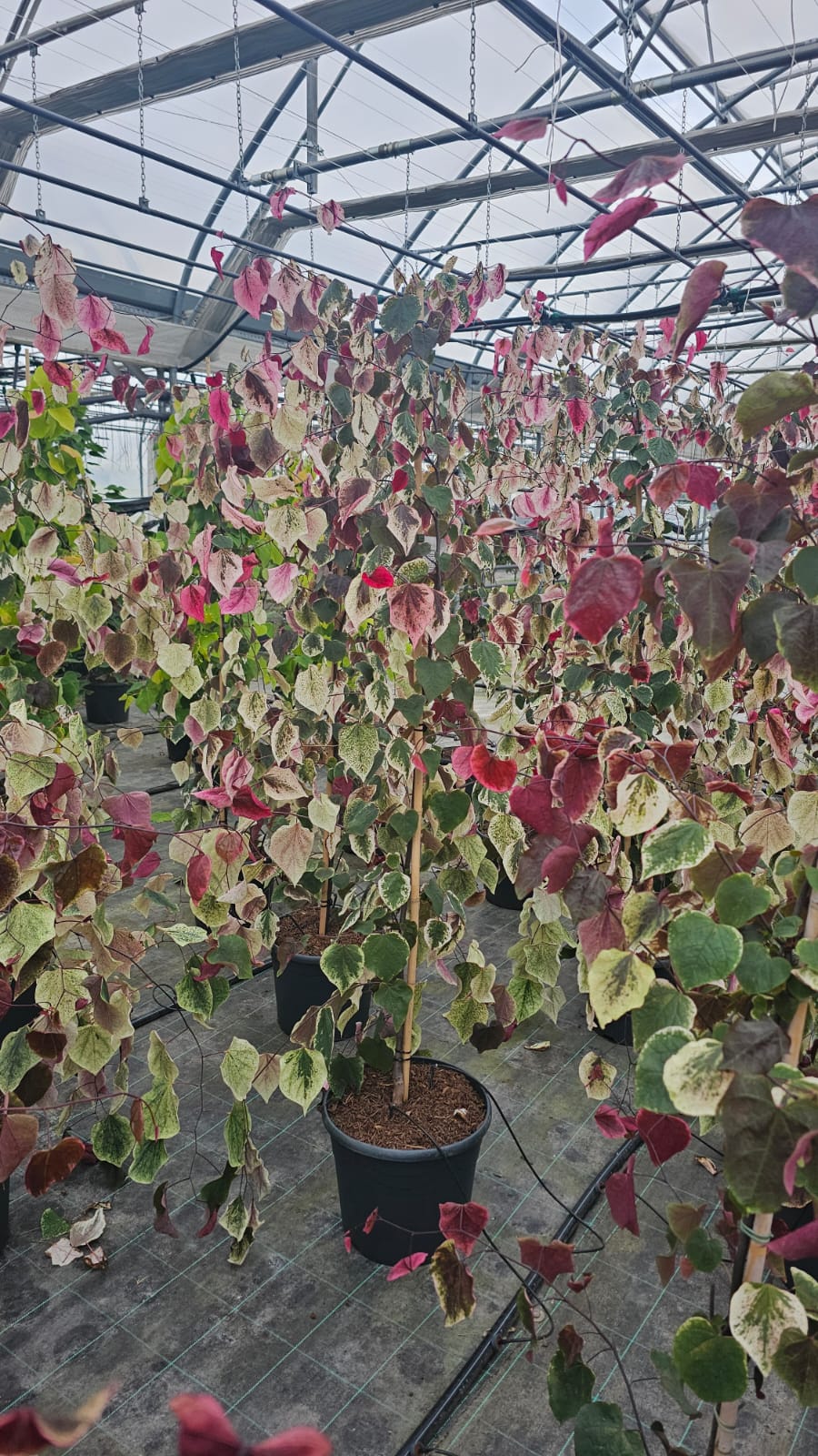 Cercis canadensis - Judaszowiec kanadyjski Carolina Sweetheart 160-180 cm Przedsprzedaż wyłka w drugiej połowie lipca 2026 - obrazek 2