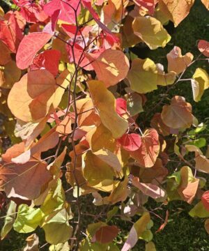 Cercis canadensis - Judaszowiec kanadyjski Eternal Flame 50-70 cm Przedsprzedaż wyłka w drugiej połowie lipca 2026