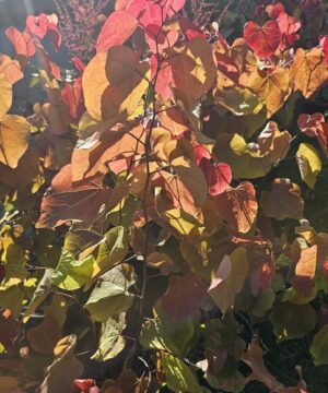 Alternative view of Cercis canadensis - Judaszowiec kanadyjski Eternal Flame 50-70 cm Przedsprzedaż wyłka w drugiej połowie lipca 2026