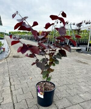 Cercis canadensis - Judaszowiec kanadyjski Forest Pansy 50-70 cm Przedsprzedaż wyłka w drugiej połowie lipca 2026