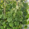 Cercis canadensis - Judaszowiec kanadyjski Lavender Twist 120-150 cm