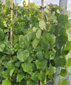 Cercis canadensis - Judaszowiec kanadyjski Lavender Twist 120-150 cm