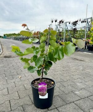 Alternative view of Cercis canadensis - Judaszowiec kanadyjski Oklahoma 70 cm
