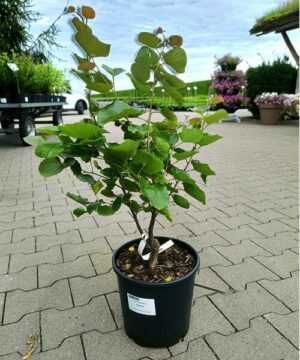 Cercis canadensis - Judaszowiec kanadyjski Oklahoma 70 cm