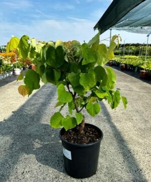 Cercis canadensis - Judaszowiec kanadyjski The Rising Sun Przedsprzedaż wyłka w drugiej połowie lipca 2026