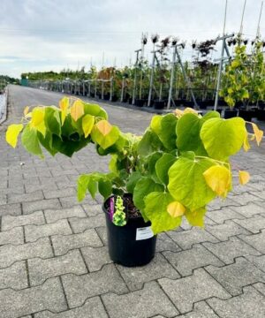 Alternative view of Cercis canadensis - Judaszowiec kanadyjski The Rising Sun Przedsprzedaż wyłka w drugiej połowie lipca 2026