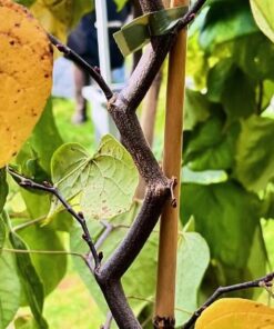 Cercis canadensis - Judaszowiec kanadyjski Zig Zag 100-120 cm