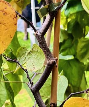 Cercis canadensis - Judaszowiec kanadyjski Zig Zag 90-120 cm