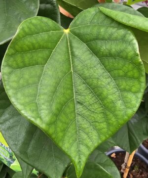 Alternative view of Cercis chinensis - Judaszowiec chiński Avondale 100 - 120 cm