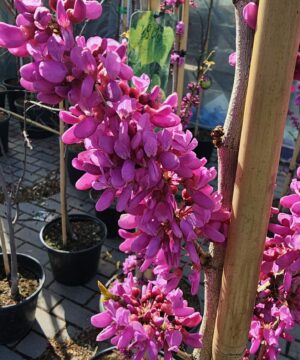 Cercis chinensis - Judaszowiec chiński Avondale 100 - 120 cm