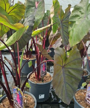 Alternative view of Colocasia -Kolokazja Redemption