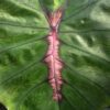 Colocasia -Kolokazja Redemption