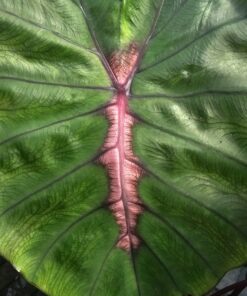 Colocasia -Kolokazja Redemption