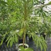 Fatsia - Fatsja Green Fingers 80-100 cm