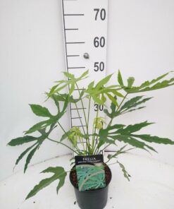 Fatsia japonica - Fatsja japońska Green Fingers