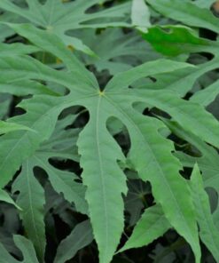 Alternative view of Fatsia japonica - Fatsja japońska Green Fingers