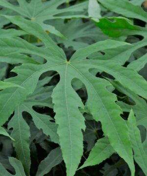 Alternative view of Fatsia polycarpa - Fatsja polycarpa Green Fingers