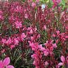 Gaura lindheimeri - Gaura Lindheimera Graceful Pink