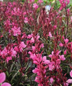 Gaura lindheimeri - Gaura Lindheimera Graceful Pink