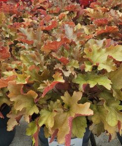 Heuchera - Żurawka Marmalade