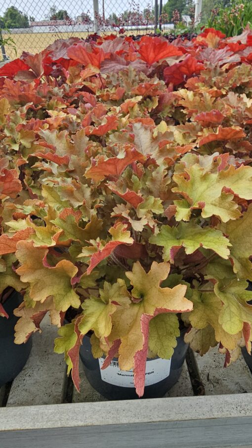 Heuchera - Żurawka Marmalade
