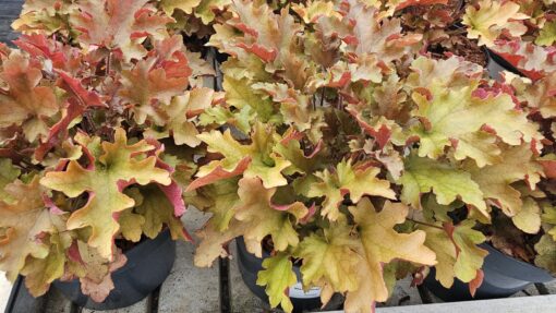 Heuchera - Żurawka Marmalade - obrazek 2