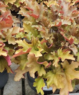 Alternative view of Heuchera - Żurawka Marmalade