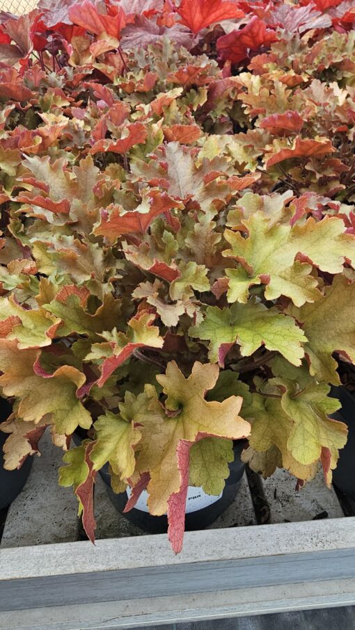 Heuchera - Żurawka Marmalade - obrazek 4