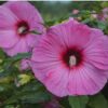 Hibiscus moscheutos - Hibiskus bylinowy Summerific Candy Crush