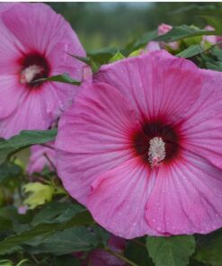 Hibiscus moscheutos - Hibiskus bylinowy Summerific Candy Crush