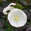Hibiscus moscheutos - Hibiskus bylinowy Summerific Cookies and Cream